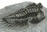 Coltraneia Trilobite Fossil - Huge Faceted Eyes #191848-2